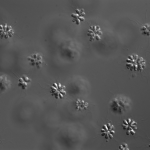 Choanoflagellate colonies