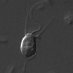 Choanoflagellate Thecate cell