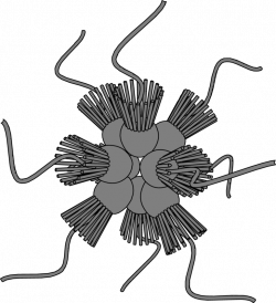 Choanoflagellate Rosette Colony